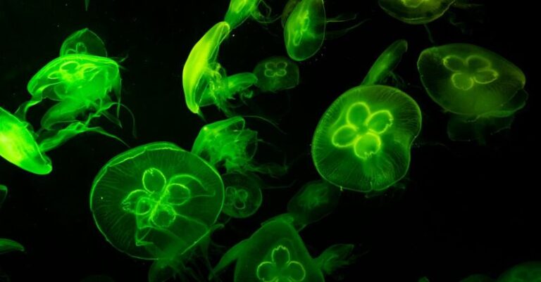 Graphic Animations - Underwater Photography of Green Jelly Fish