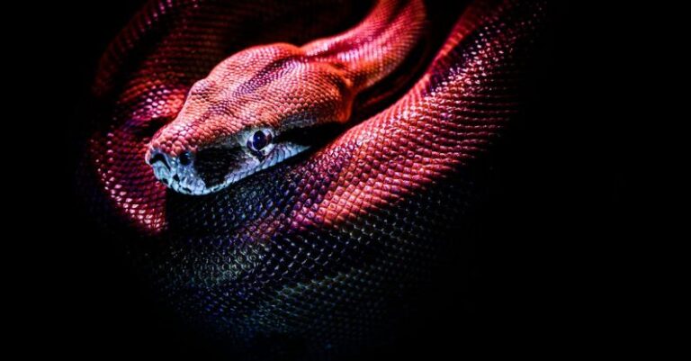 Smooth Animations - Photo Of A Red Snake